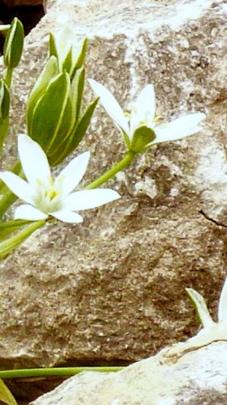 Star of Bethlehem -Ornithoglalum umbellatum